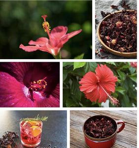 Jamaica / Hibiskus